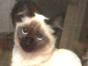 Gato raça Siamês  idade 2 a 6 meses nome Ariel 