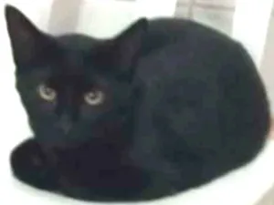 Gato raça Srd idade 2 a 6 meses nome Neguinho