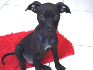 Cachorro raça SRD idade 2 a 6 meses nome Ted