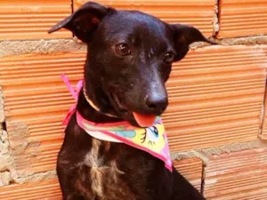 Cachorro raça SRD idade 1 ano nome Pitanga