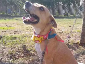 Cachorro raça Srd idade 3 anos nome Belinha Canil