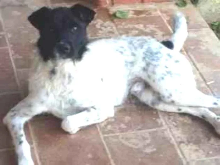 Cachorro ra a Srd idade 2 anos nome Zé
