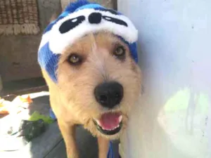 Cachorro raça srd idade 1 ano nome Lucky