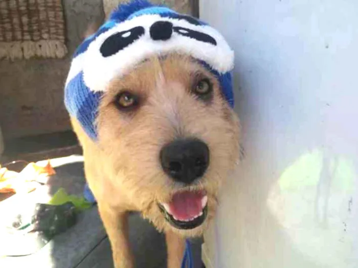 Cachorro ra a srd idade 1 ano nome Lucky