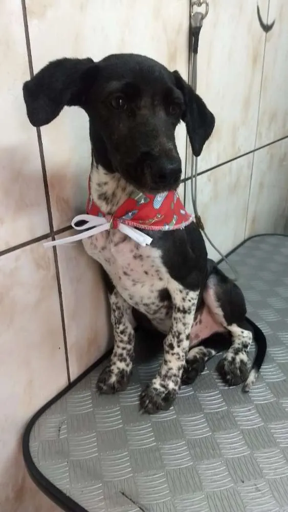 Cachorro ra a Sem definição  idade 7 a 11 meses nome Drax