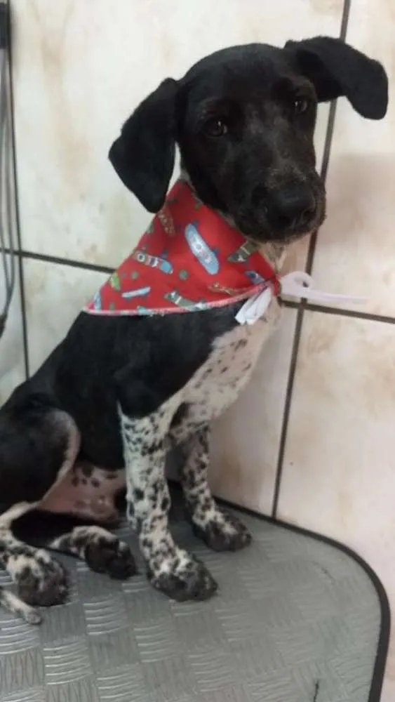 Cachorro ra a Sem definição  idade 7 a 11 meses nome Drax