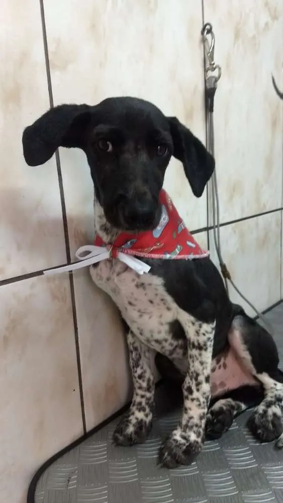 Cachorro ra a Sem definição  idade 7 a 11 meses nome Drax