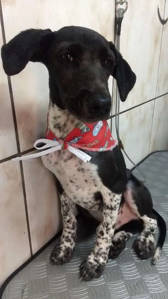 Cachorro ra a Sem definição  idade 7 a 11 meses nome Drax