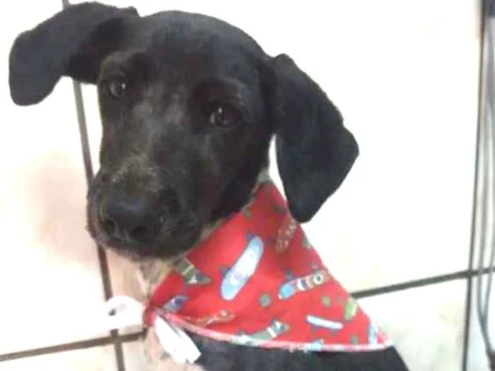 Cachorro ra a Sem definição  idade 7 a 11 meses nome Drax