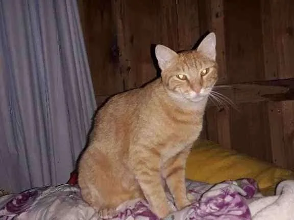 Gato ra a  idade 1 ano nome Quindim 