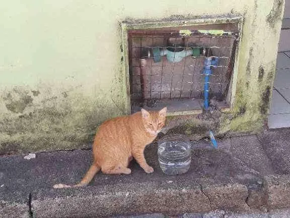 Gato ra a  idade 1 ano nome Quindim 