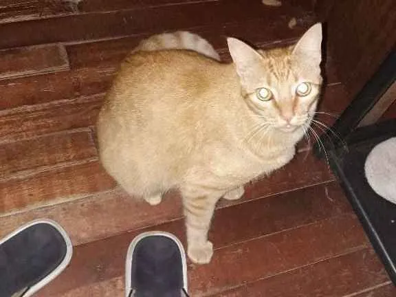 Gato ra a  idade 1 ano nome Pudim 