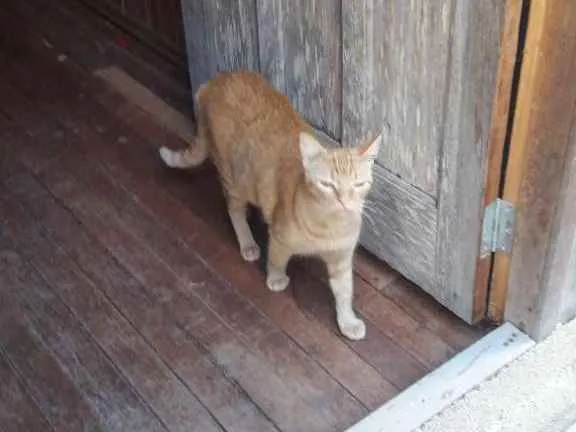 Gato ra a  idade 1 ano nome Pudim 