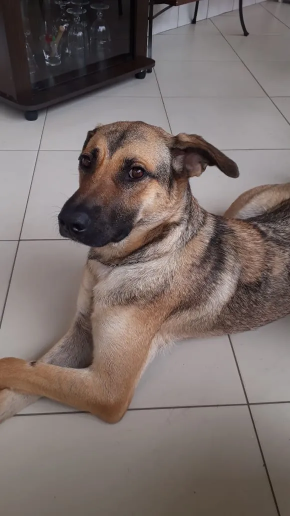 Cachorro ra a Vira lata  idade 6 ou mais anos nome Teca