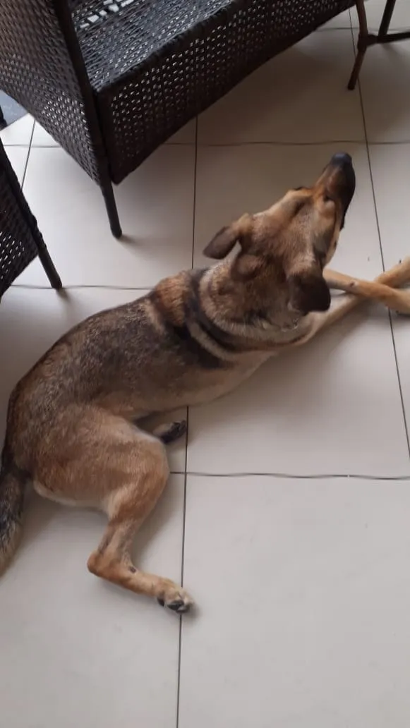 Cachorro ra a Vira lata  idade 6 ou mais anos nome Teca