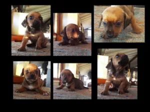 Cachorro raça daschhund/shitzuu idade Abaixo de 2 meses nome esperando adoçao
