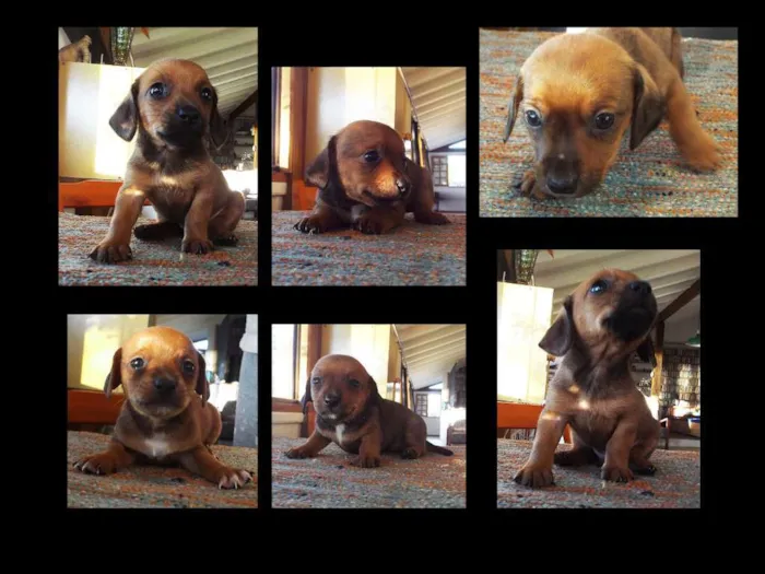 Cachorro ra a daschhund/shitzuu idade Abaixo de 2 meses nome esperando adoçao