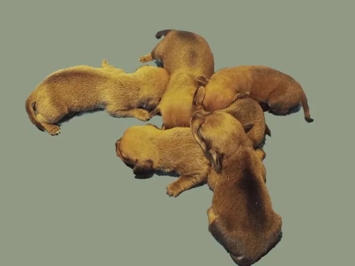 Cachorro ra a daschhund/shitzuu idade Abaixo de 2 meses nome esperando adoçao