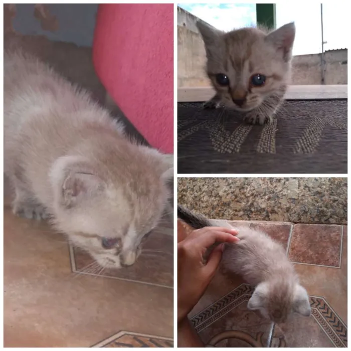 Gato ra a  idade Abaixo de 2 meses nome Julie