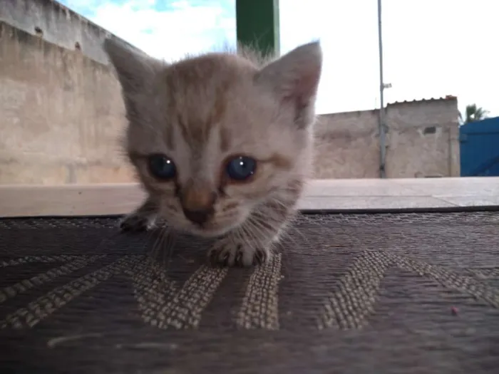 Gato ra a  idade Abaixo de 2 meses nome Julie