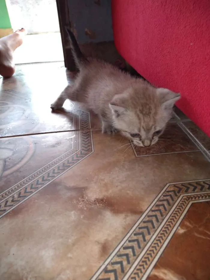 Gato ra a  idade Abaixo de 2 meses nome Julie