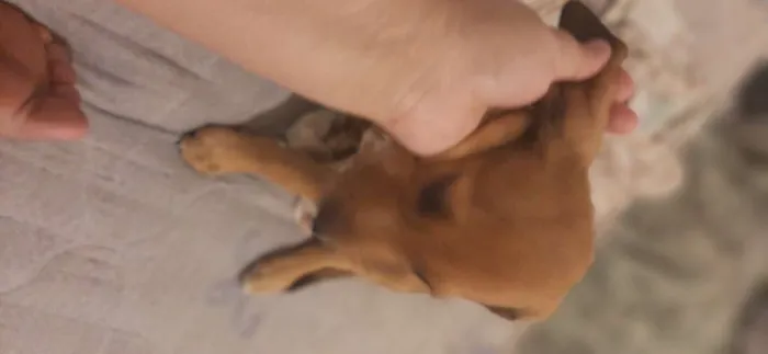 Cachorro raça SRD idade 2 a 6 meses nome Capitu 