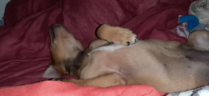 Cachorro raça SRD idade 2 a 6 meses nome Capitu 