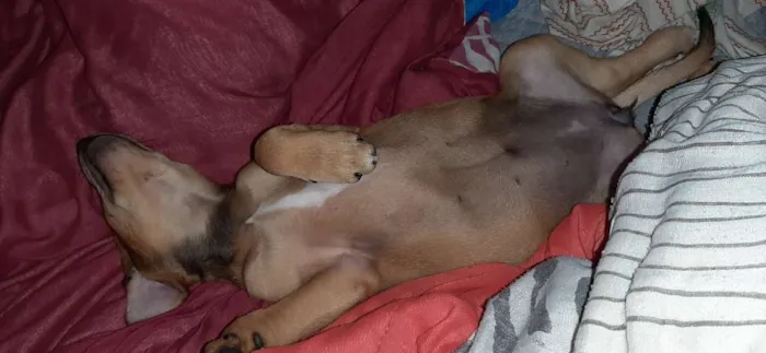 Cachorro raça SRD idade 2 a 6 meses nome Capitu 