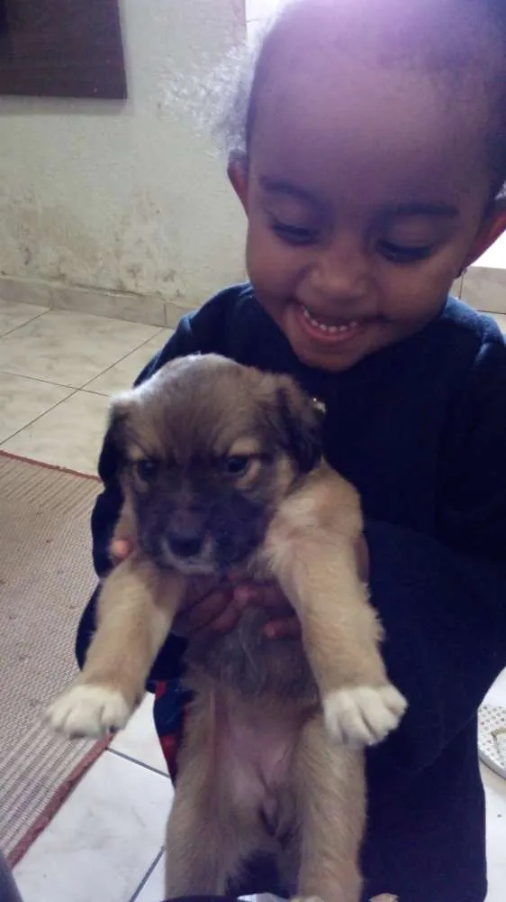 Cachorro ra a Vira latas idade Abaixo de 2 meses nome Emera