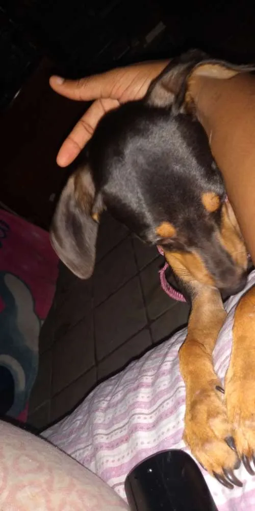 Cachorro raça PINSCHER idade 2 a 6 meses nome Xolita