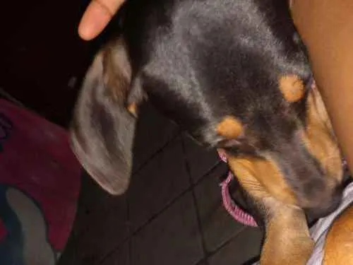 Cachorro raça PINSCHER idade 2 a 6 meses nome Xolita