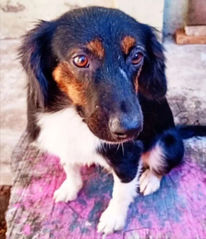 Cachorro ra a SRD idade 1 ano nome Napolitano