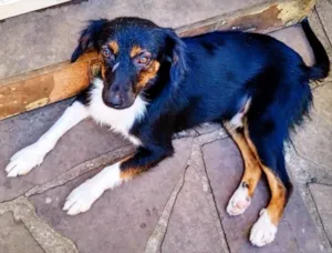Cachorro raça SRD idade 1 ano nome Napolitano