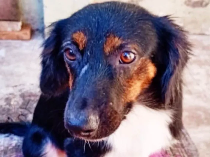 Cachorro ra a SRD idade 1 ano nome Napolitano