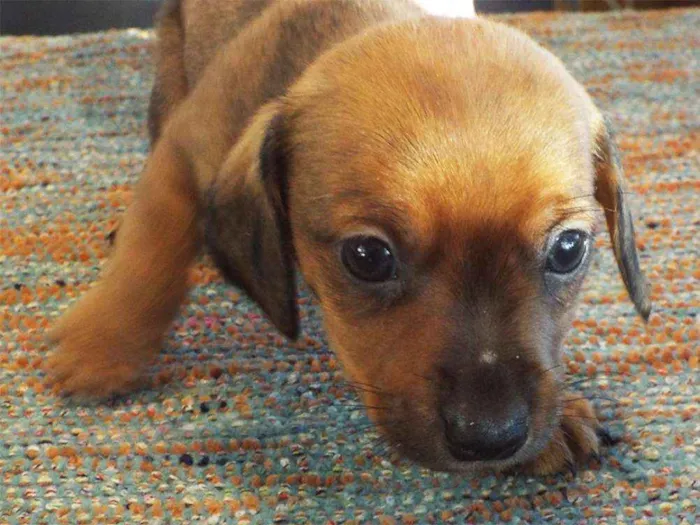 Cachorro ra a daschhund/shitzuu idade Abaixo de 2 meses nome esperando adoçao