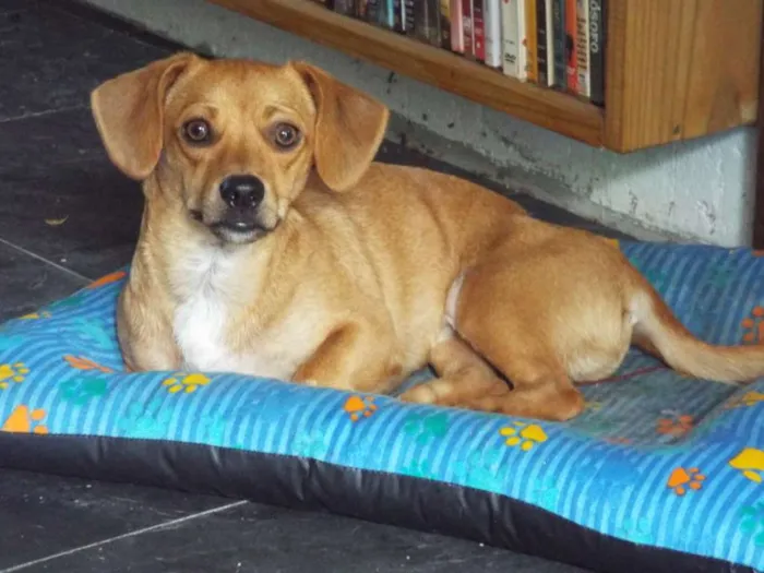 Cachorro ra a daschhund/shitzuu idade Abaixo de 2 meses nome esperando adoçao