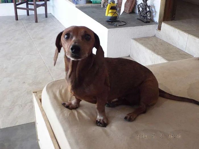 Cachorro ra a daschhund/shitzuu idade Abaixo de 2 meses nome esperando adoçao