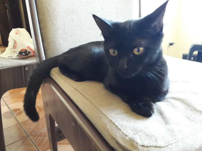 Gato ra a  idade Abaixo de 2 meses nome Susan