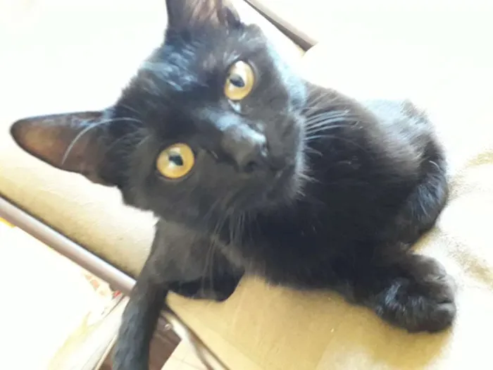 Gato ra a  idade Abaixo de 2 meses nome Susan