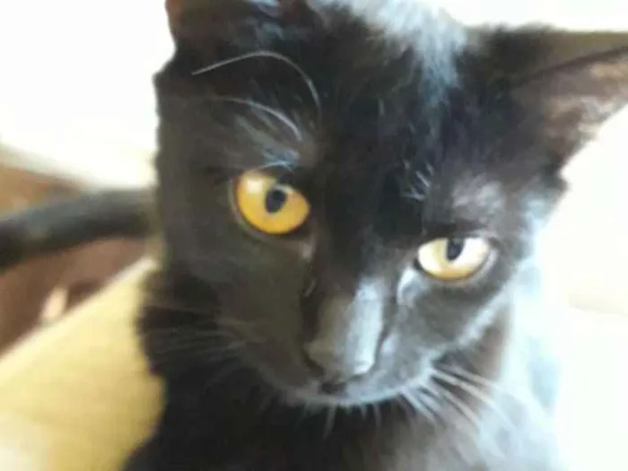 Gato ra a  idade Abaixo de 2 meses nome Susan
