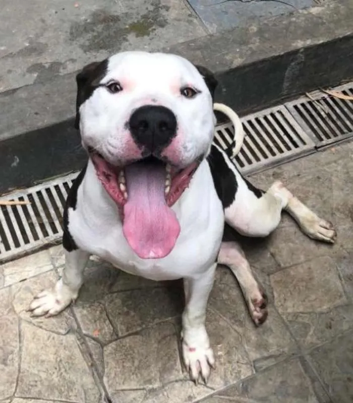 Cachorro ra a Pit-Bull idade 2 anos nome BOB