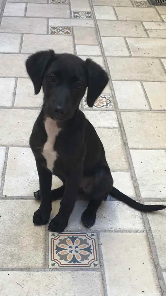 Cachorro ra a Vira-lata idade 2 a 6 meses nome Pink