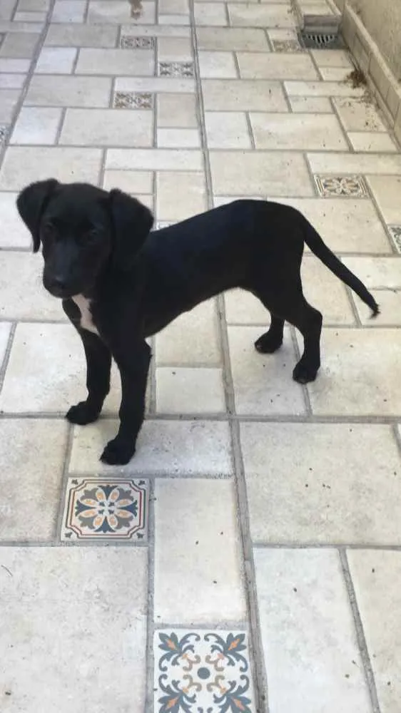 Cachorro ra a Vira-lata idade 2 a 6 meses nome Pink