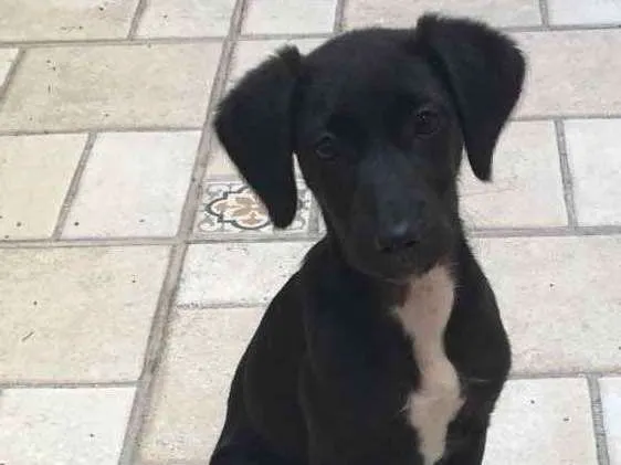 Cachorro ra a Vira-lata idade 2 a 6 meses nome Pink