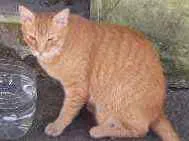 Gato ra a  idade 1 ano nome Quindim 