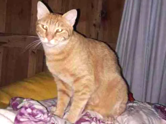 Gato ra a  idade 1 ano nome Quindim 