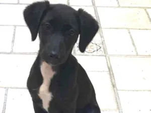 Cachorro raça Vira-lata idade 2 a 6 meses nome Pink