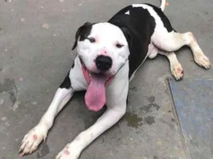 Cachorro raça Pit-Bull idade 2 anos nome BOB