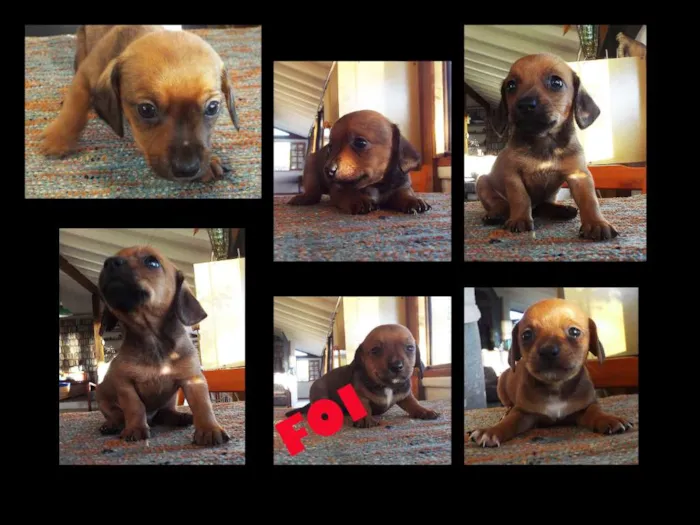 Cachorro ra a Mista Dashund/shitzu idade Abaixo de 2 meses nome ????