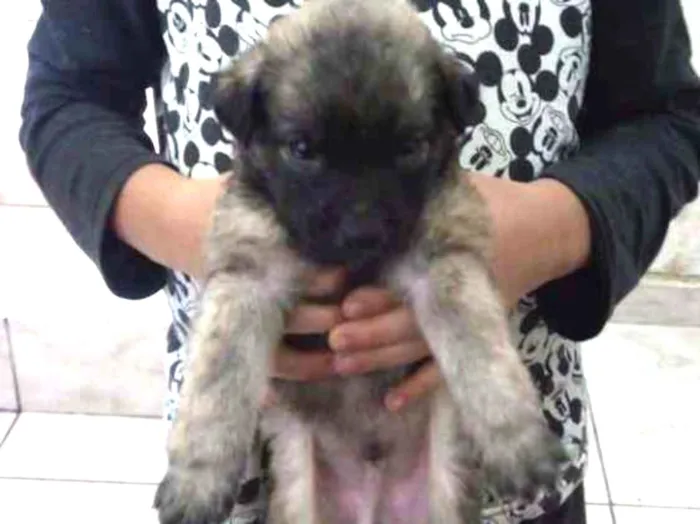 Cachorro ra a Vira latas idade Abaixo de 2 meses nome Pretinho